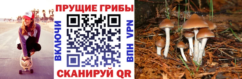 Купить Дигора Галлюциногенные грибы Psilocybe